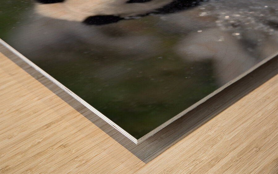 River Charge – Panda Play Print Wood print