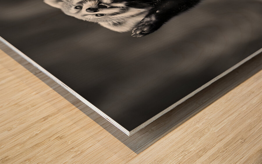 Standing Ovation – Red Panda Print Wood print