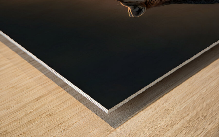 Breath of Dawn – Desert Fox Print Wood print