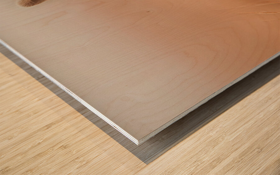 Golden Field – Raccoon Duo Print Wood print