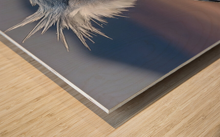 Iron Beak – Shoebill Stork Print Wood print