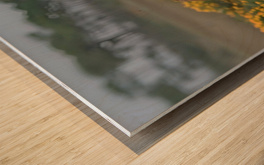 Wild Blossom – Spotted Appaloosa Horse Print Wood print