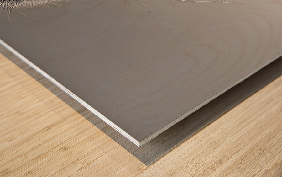 Emperor’s Gaze – Emperor Tamarin Monkey Portrait Print Wood print