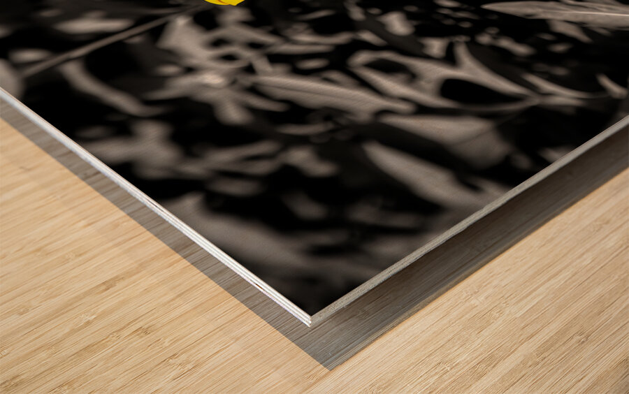 Golden Defiance – Yellow Flower in Monochrome Field Print Wood print