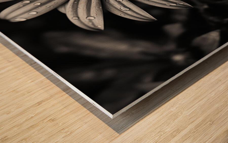 Ashlight Bloom – Monochrome Petal Elegy Print Wood print