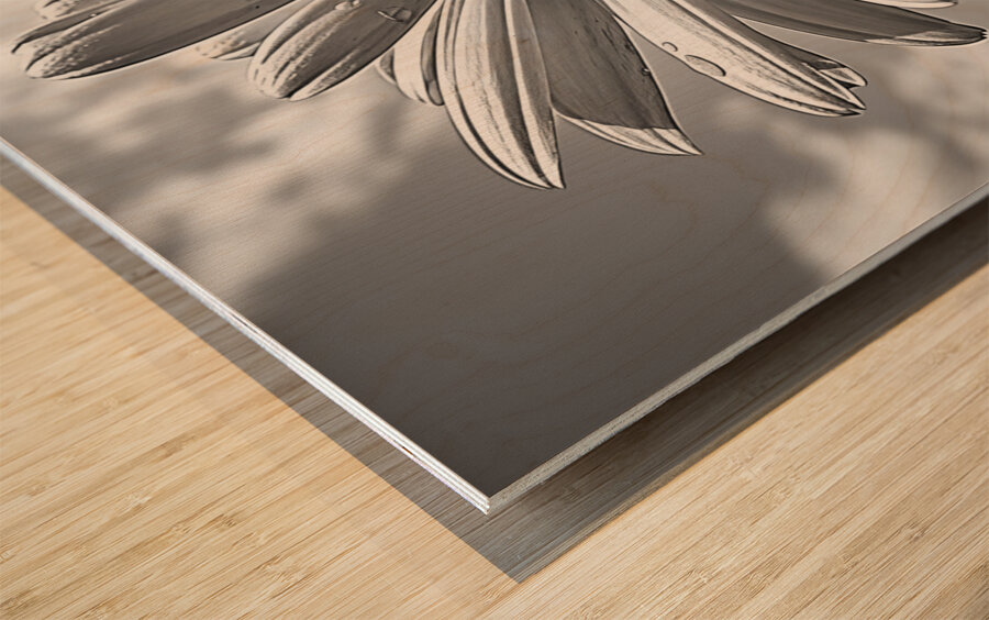 Sky Whisper – Monochrome Daisy Under Clouds Impression sur bois