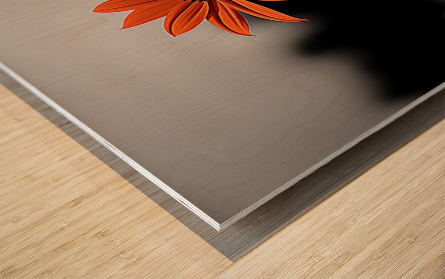 Solitary Flame – Orange Daisy in the Dark Print Wood print