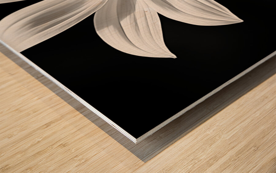 Eclipse Petal – Black and White Macro Flower Print Wood print