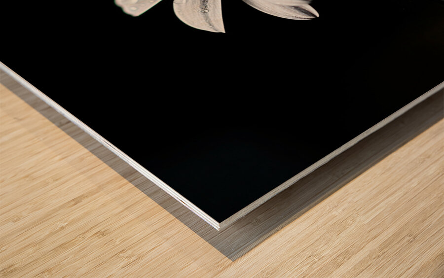 Whisper Bloom – Minimalist Daisy on Black Print Wood print