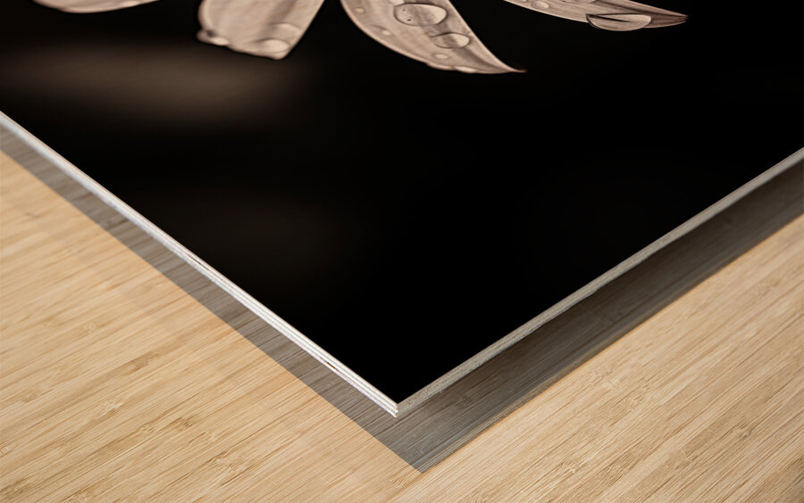 After the Rain – Dew-Kissed Daisy in Monochrome Wood print