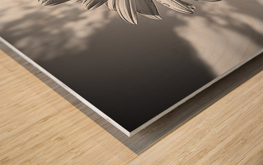 Summer’s Echo – Black and White Sunflower Field Print Wood print