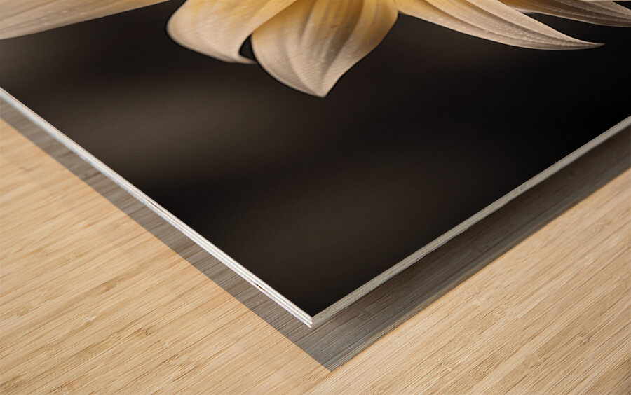 Silver Petals – Monochrome Sunflower Portrait Print Wood print