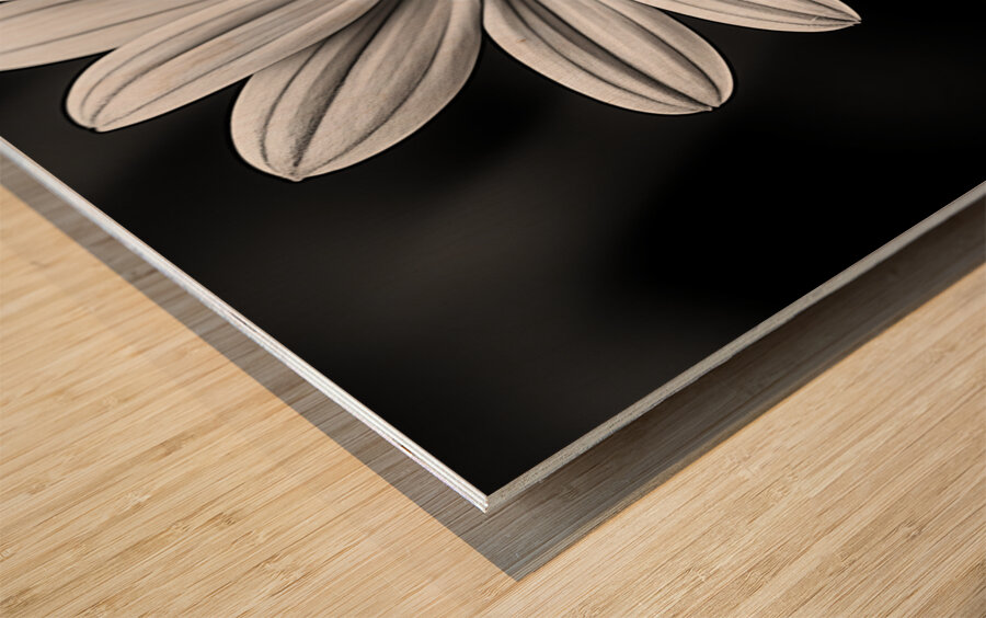 Fields of Memory – Black and White Sunflower Portrait Wood print