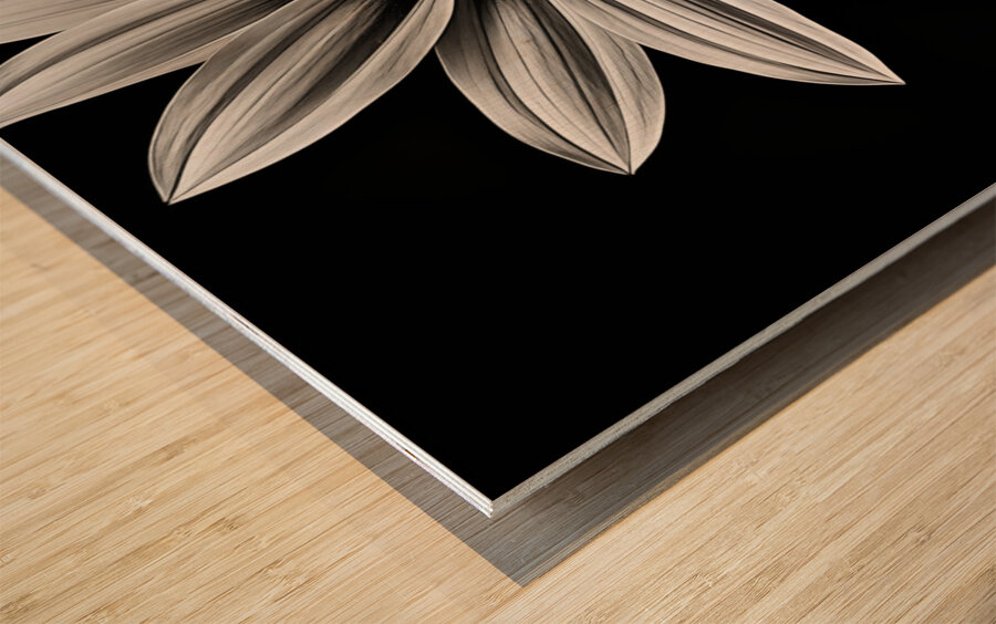 Wallflower – Sunflower of Resilience Print Wood print