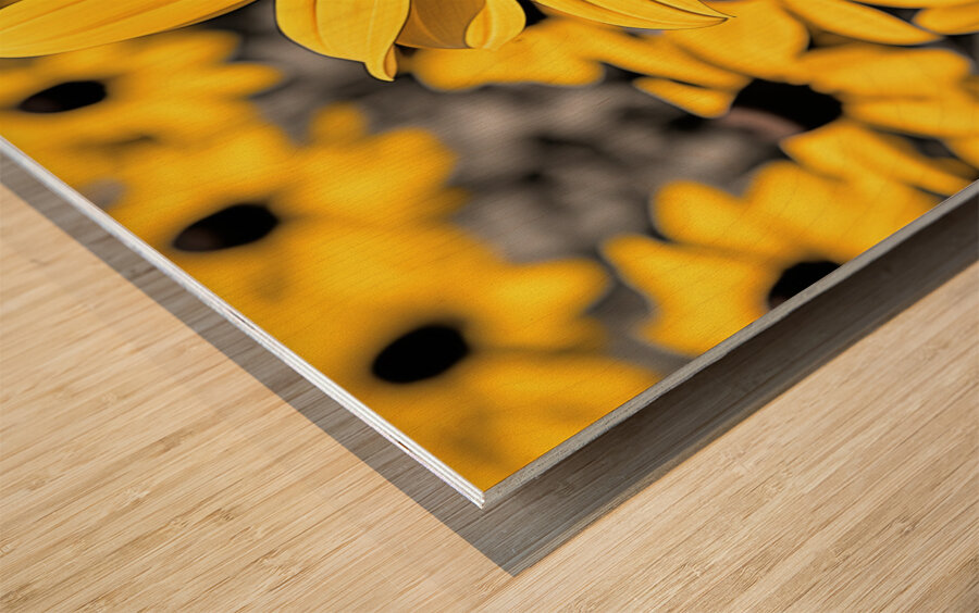 Radiant Reverie – Yellow Blossom Panorama Print Wood print