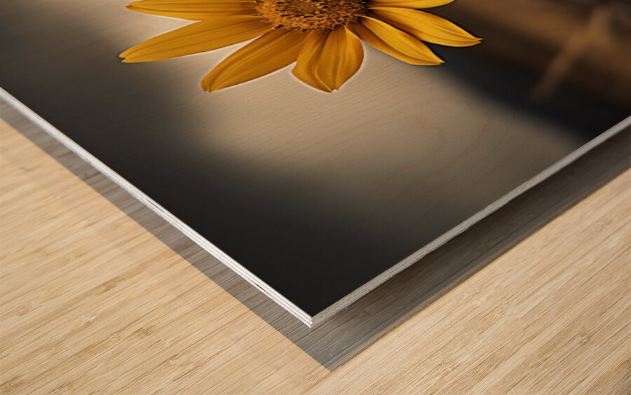 Golden Resolve – Sunflower in Sepia Field Print Wood print
