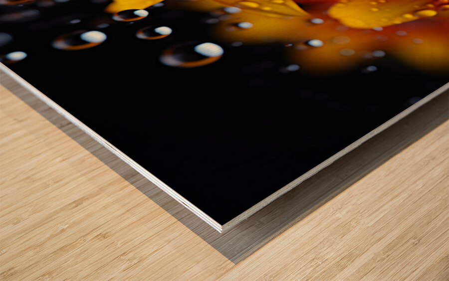 Morning Dew Daisies – Luminous Floral Art Print Wood print