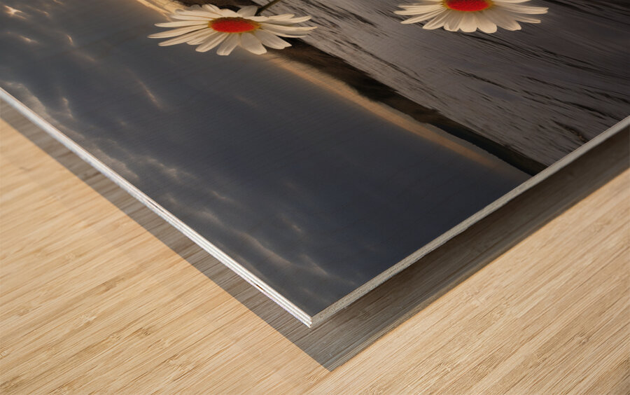 Shoreline Daisies – Coastal Botanical Art Print Wood print