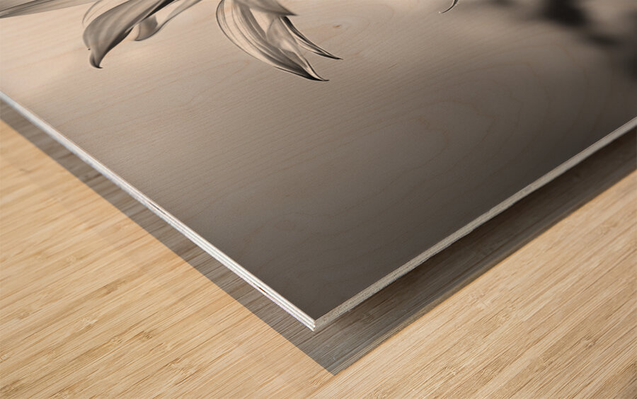 Sunflower Monochrome – Black & White Botanical Study Wood print