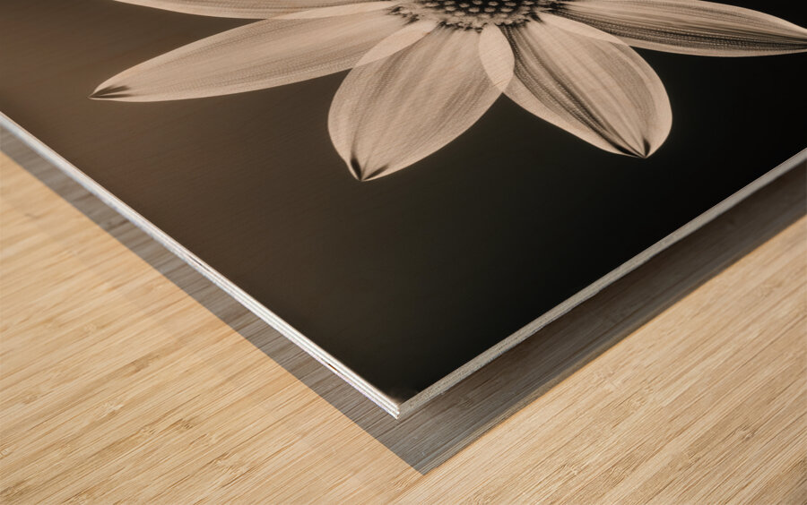 Sumptuous – Soft-Glow Daisy Monochrome Art Print Wood print