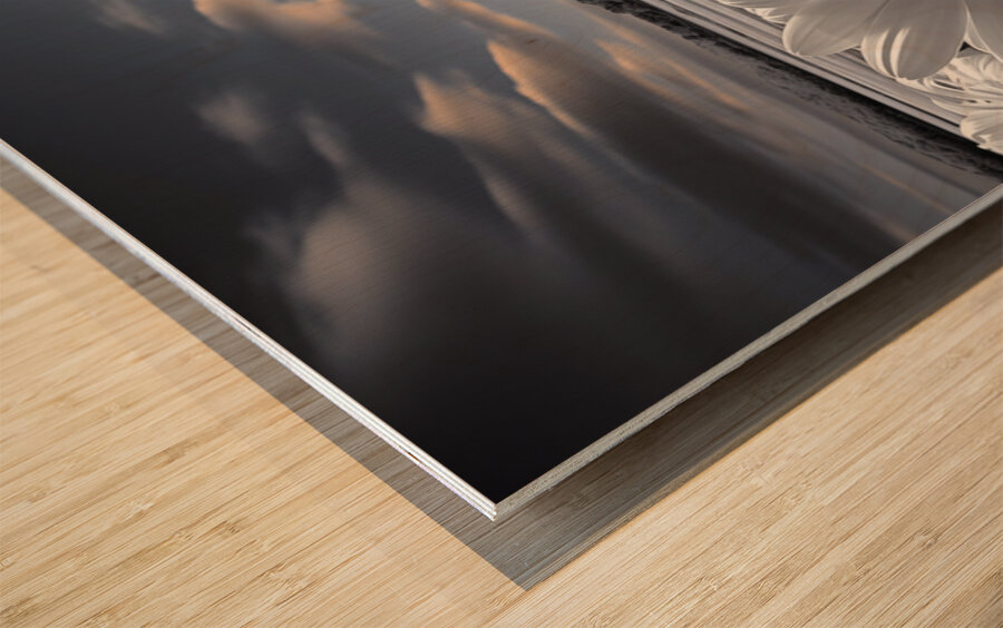 Silent Harmony – Black & White Garden Daisy Art Print Wood print