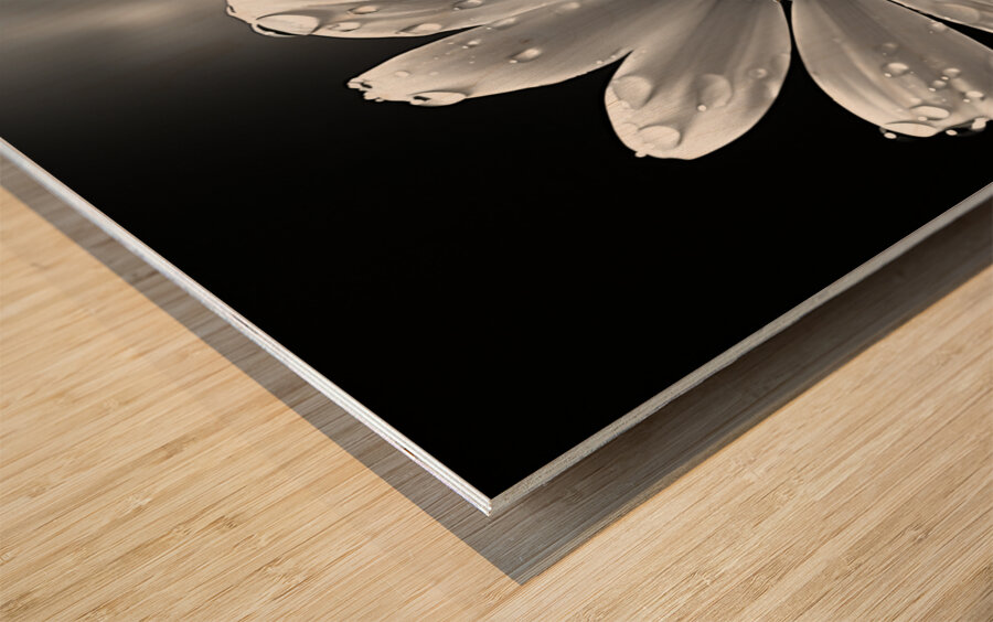 Bloomed Affinity – Monochrome Daisy Duo Art Print Wood print