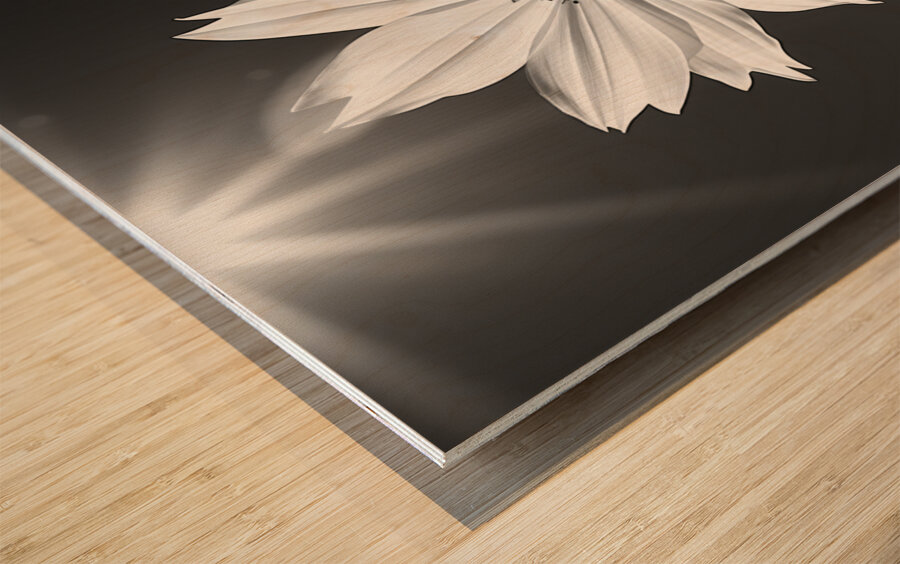 Posture – Minimal Daisy Monochrome Art Print Wood print