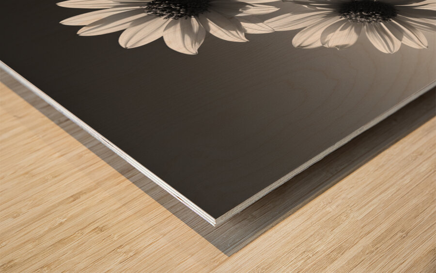 Soulful Blooms – Black & White Sunflower Art Print Impression sur bois