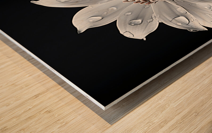 Petal Portrait – Reflective Floral Art Print Wood print