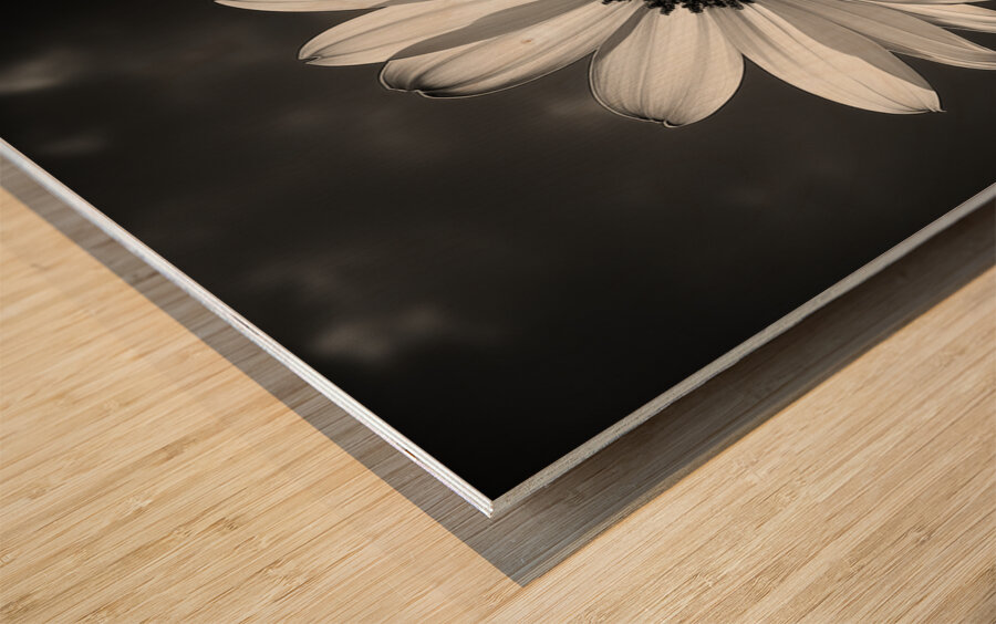 The Grace of Golden Hours – Monochrome Floral Art Print Wood print