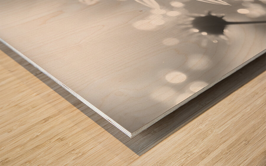 Whispers of the Sun – Minimal Daisy Art Print Wood print