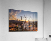Reaching for Life Acrylic Print