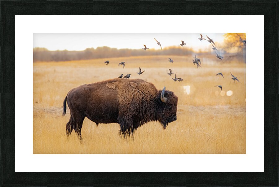 Buffalos Starlings Picture Frame print