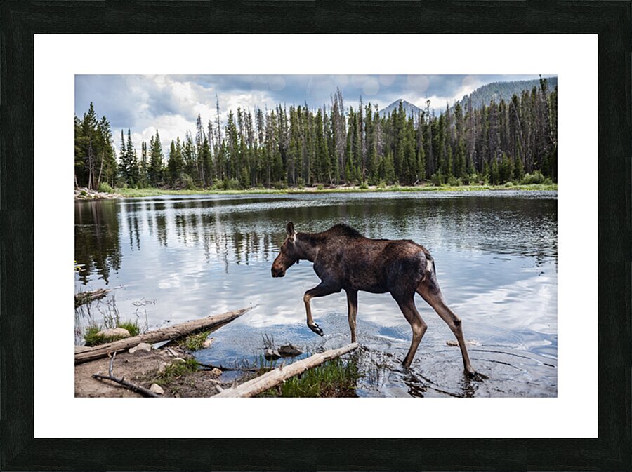 Afternoon Stroll Picture Frame print