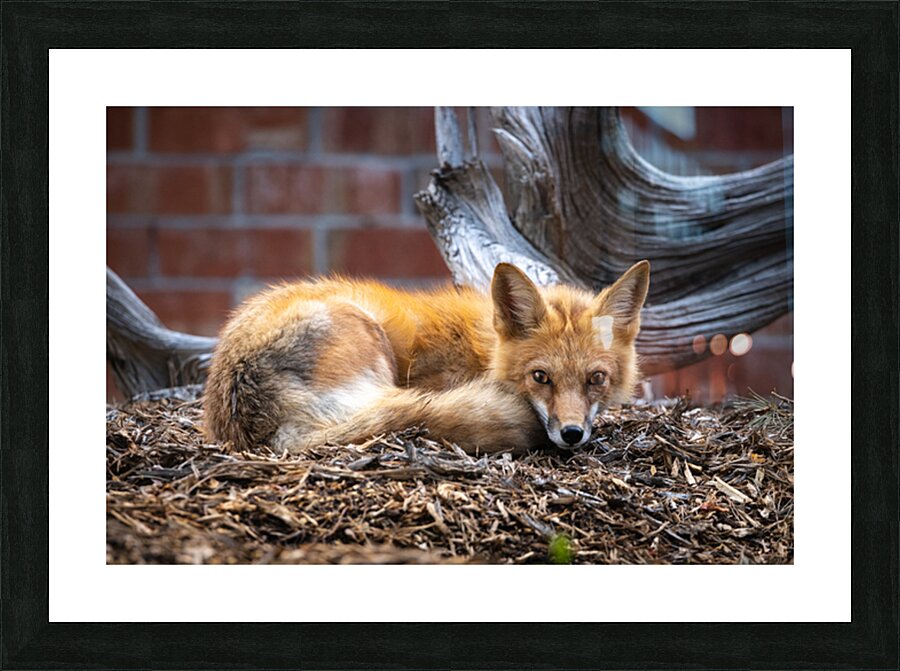 Resting Fox Picture Frame print
