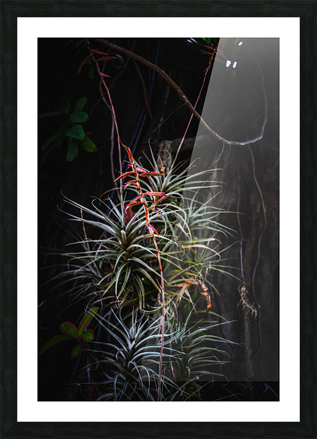 Lonesome Plant Picture Frame print