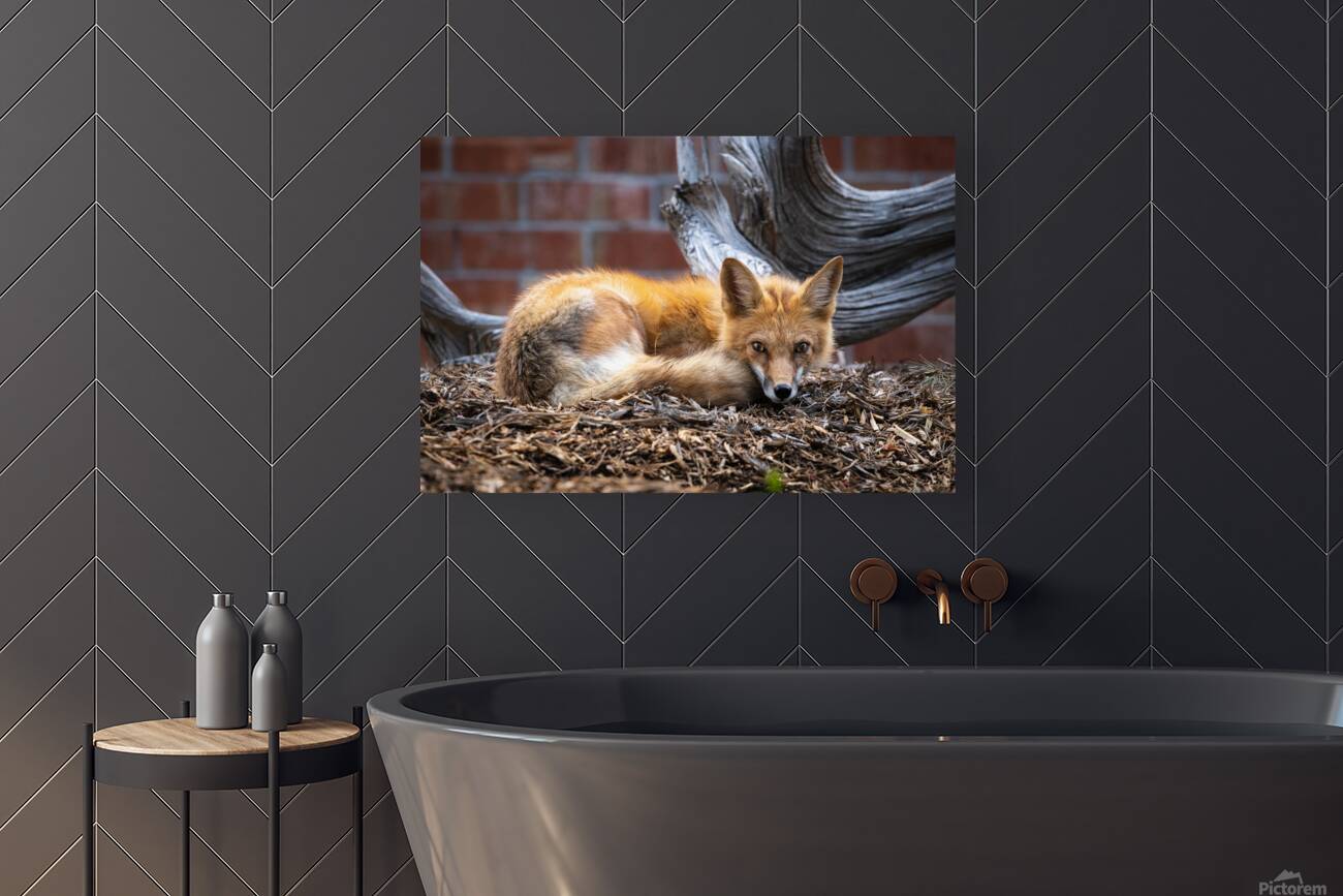 Resting Fox Reproduction