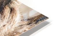 Young Bighorn HD Metal print