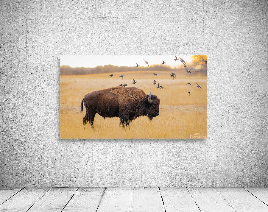 Buffalos Starlings Wall Preview