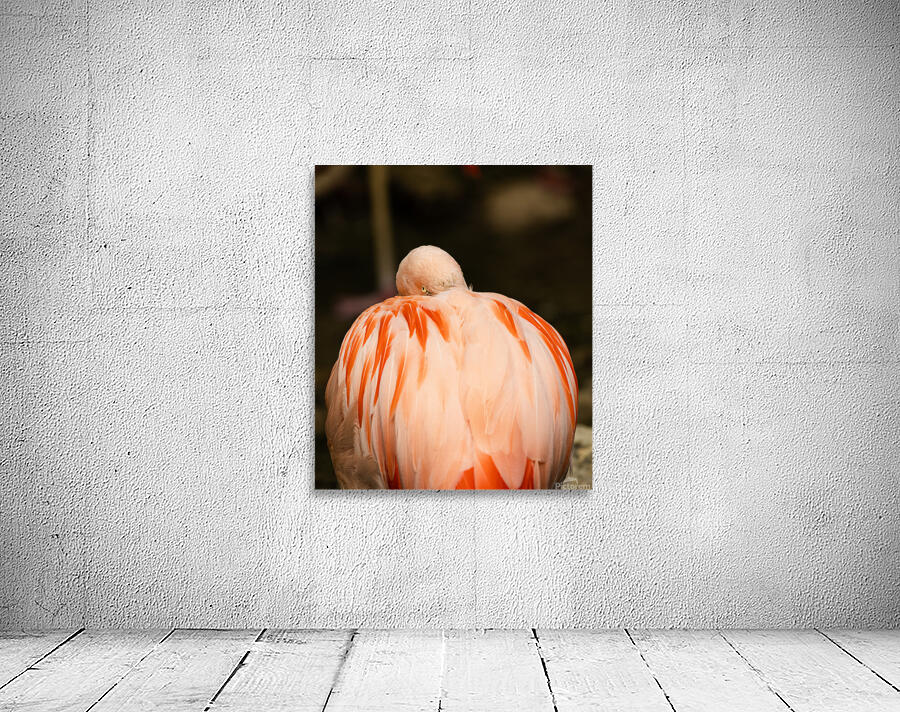 Resting Flamingo Wall Preview