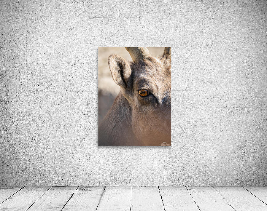 Young Bighorn Wall Preview