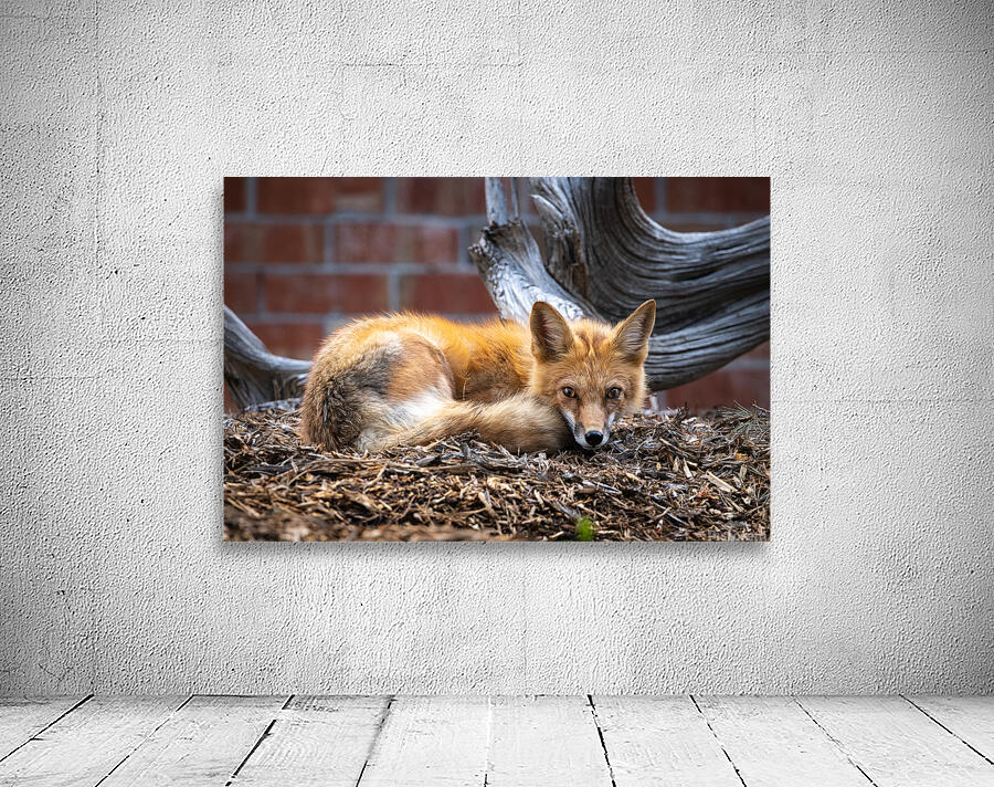 Resting Fox Wall Preview
