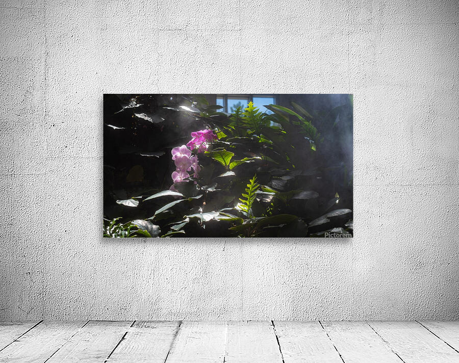 Orchid Mist Wall Preview