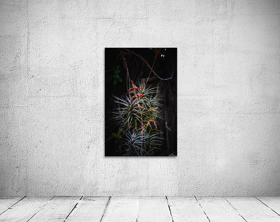 Lonesome Plant Wall Preview