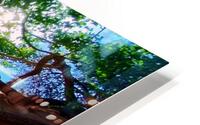 Red Reef Tree HD Metal print
