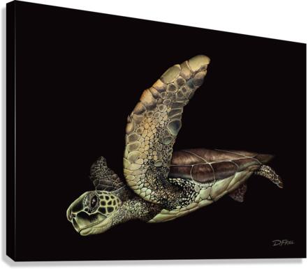 Black Cove Turtle