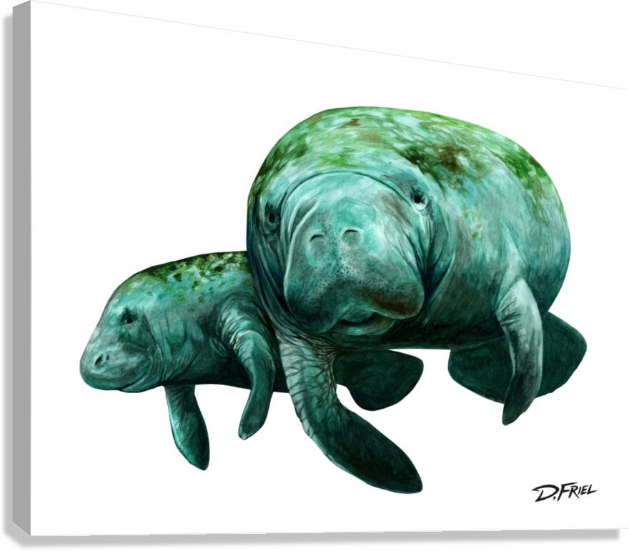 DFriel - Atlantic Harmony Manatee