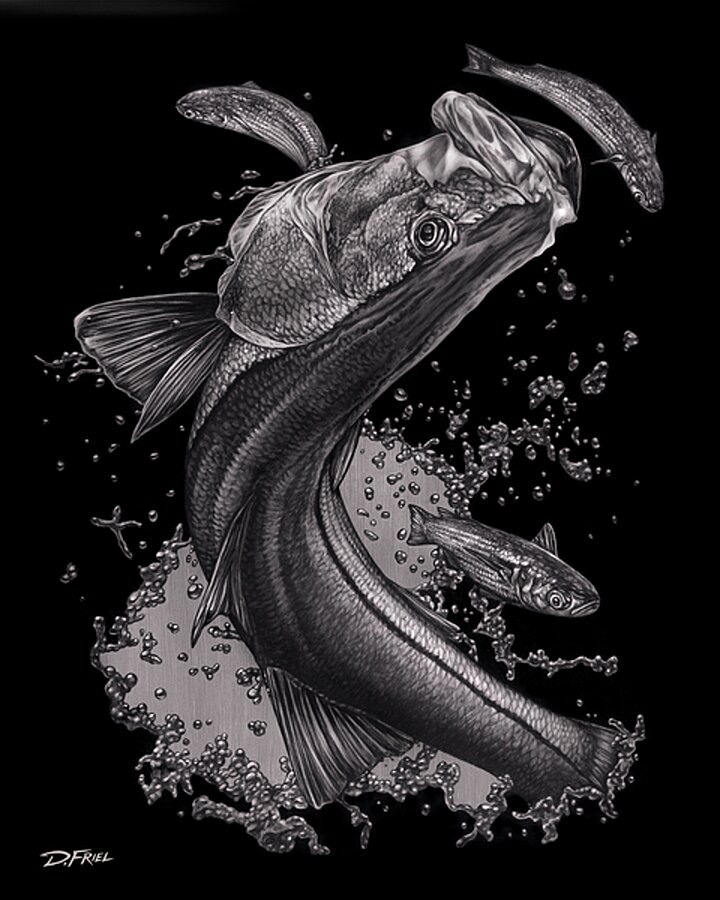 Silver Snook  Cadre photo