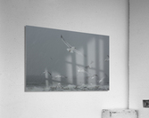 Seagulls Acrylic Print