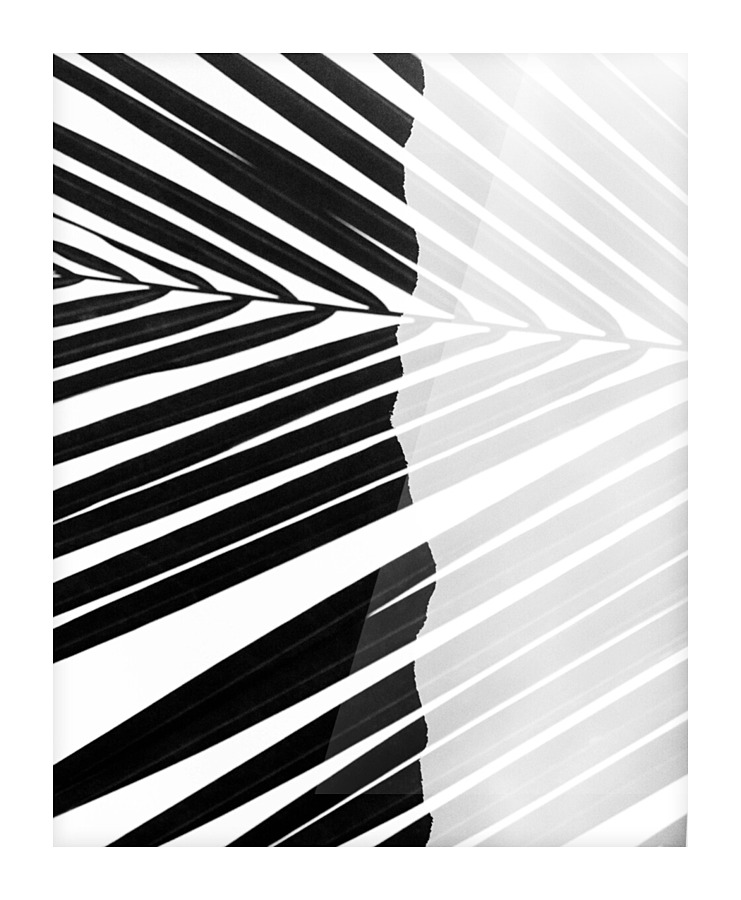 Palm_Ridge_DoubleEx Picture Frame print
